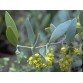 647170-simmondsia-chinensis