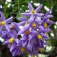 647250-solanum-seaforthianum
