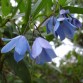 647260-sollya-heterophylla