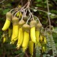 647300-sophora-microphylla