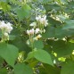 647320-sparmannia-africana