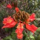 647330-spathodea-campanulata