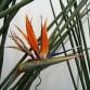 647350-strelitzia-juncea