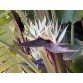 647370-strelitzia-nicolai