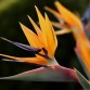 647400-strelitzia-reginae