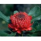 647700-telopea-speciosissima