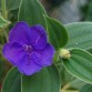 648000-tibouchina-urvilleana