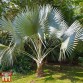 648290-trachycarpus-fortunei
