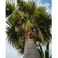 648300-trachycarpus-latisectus
