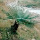 648310-trachycarpus-nanus