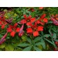 648350-tropaeolum-speciosum