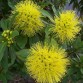 648850-xanthostemon-chrysanthus