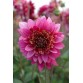 715420-dahlia-mambo