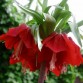 735540-fritillaria-imperialis-rubra-maxima