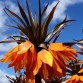 735560-fritillaria-imperialis-sunset