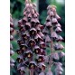 735600-fritillaria-persica