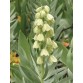 735610-fritillaria-persica-alba