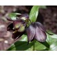 735630-fritillaria-camschatcensis