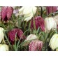 735650-fritillaria-meleagris-mixed