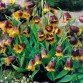 735670-fritillaria-michailovskyi