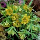 735680-fritillaria-pontica