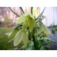 735685-fritillaria-raddeana