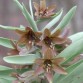 735687-fritillaria-sewerzowii