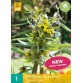 735688-fritillaria-sewerzowii-green-eyes