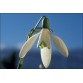 735700-galanthus-elwesii
