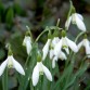 735730-galanthus-nivalis