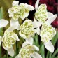 735740-galanthus-nivalis-flore-pleno