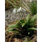 735750-galanthus-woronowii