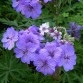 735755-geranium-malviflorum