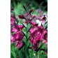 735760-gladiolus-communis-ssp-byzantinus