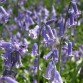 735800-hyacinthoides-hispanica-blue