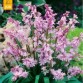 735820-hyacinthoides-hispanica-rose