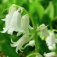 735840-hyacinthoides-hispanica-white