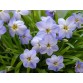 735900-ipheion-uniflorum-wisley-blue