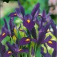 735970-iris-hollandse-hybriden-blue-discovery
