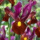 735973-iris-hollandse-hybriden-red-ember