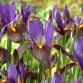 735977-iris-hollandse-hybriden-tigereye