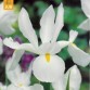 736000-iris-hollandse-hybriden-white