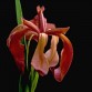 736105-iris-fulva