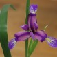 736110-iris-graminea