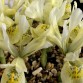 736118-iris-histrioides-katharine-gold