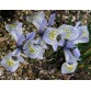 736120-iris-histrioides-katharine-hodgkin