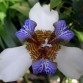 736124-iris-neomarica-ssp-gracilis