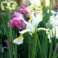736125-iris-orientalis