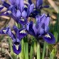 736130-iris-reticulata-harmony-pixie