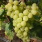821586-pitloze-witte-druif-evita